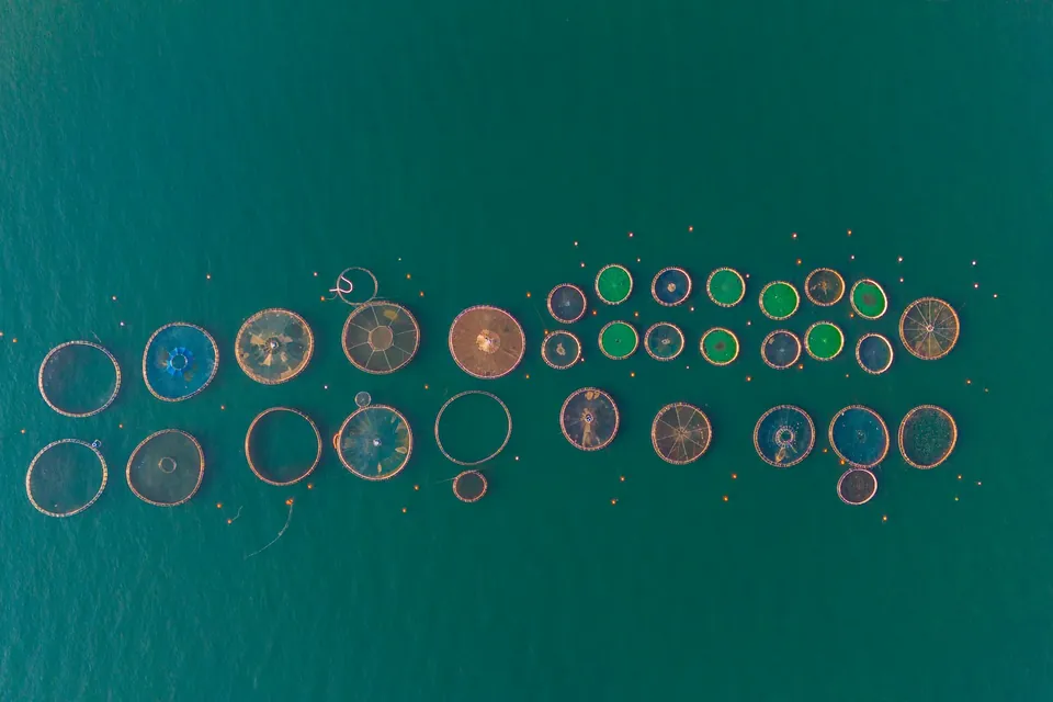 Vista aérea de jaulas circulares de un centro de cultivo acuícola en el mar.